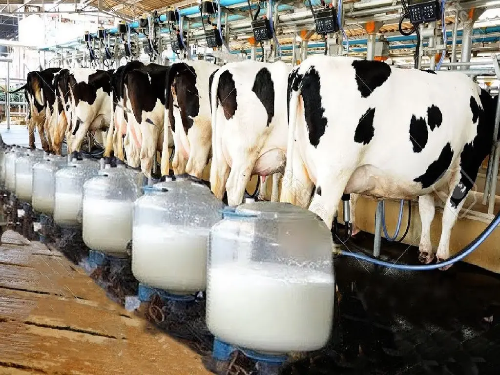 Cattle feeding with premium nutrition